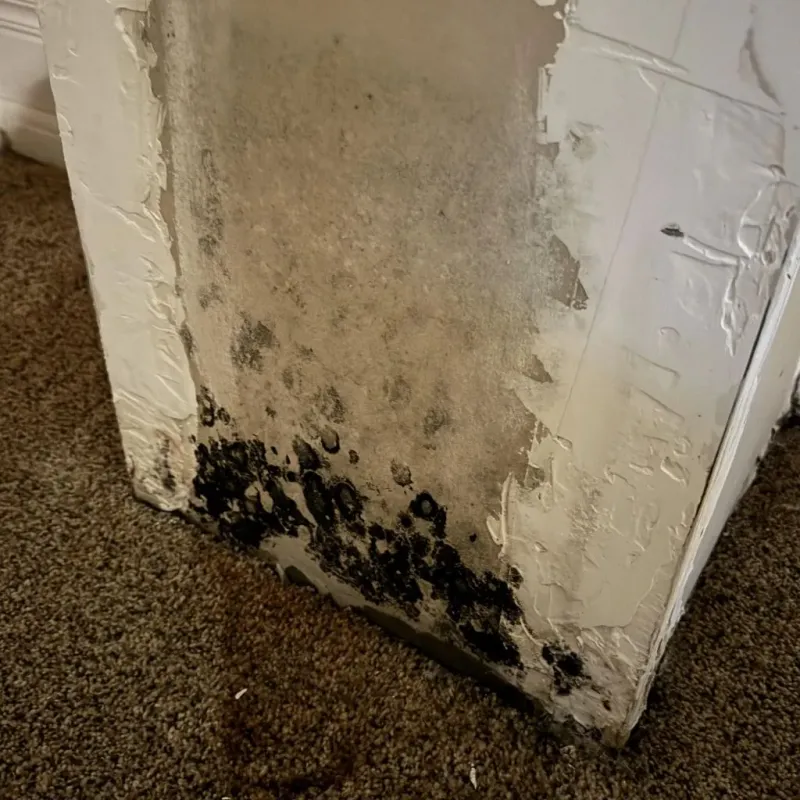 Professional Mold Removal in Pinehurst, TX
